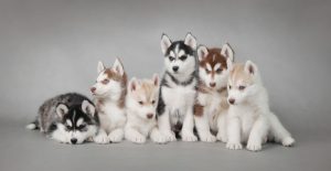 Pomsky